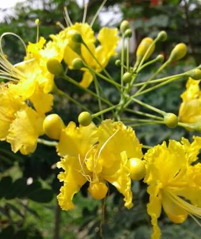 Yellow Retama Flower Seeds 