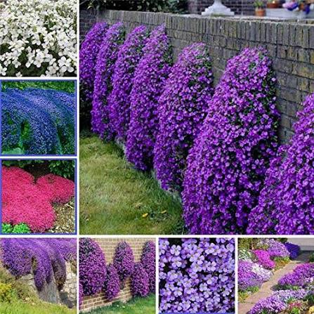 Mixed Cress Flower Seeds