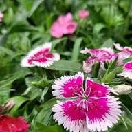 Pink White Dianthus Flower Seeds Rare Blooming Plants Balcony Patio Gardening Non GMO - Heirloom Non GMO High Germinatio