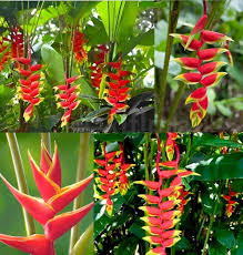 Red Heliconia Flower Seeds 