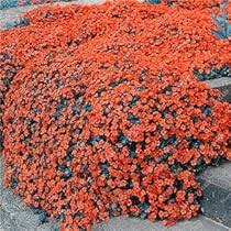 Orange Cress Aubrieta Flower Seeds