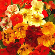 Yellow Cress Flower Seeds Rare Blooming Plants for Balcony and Patio Gardening for Colorful Seeds for Planting Heirloom