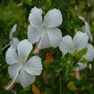 White Giant Hibiscus Flower Seeds for Growing Floral Seeds for Decorative Outdoor Landscapes Seeds for Planting