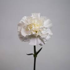 White Carnation Flower Seeds for Planting | Rare Blooming Plants Balcony and Patio Gardening Colorful - Heirloom Non GMO