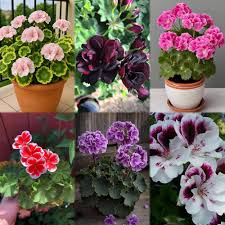 Geranium Flower Seeds Mixed