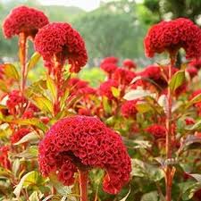 Celosia Flower Seeds 