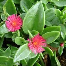 Red Aptenia Flower Seeds 