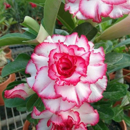 Double Desert Rose Flower Seeds for Planting - Heirloom Non Gmo for Home Garden 