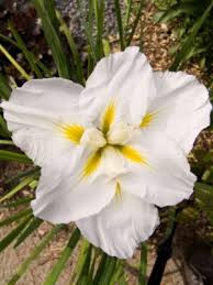 White Ensata Flower Seeds Easy Grow Garden Seeds - Heirloom Non GMO High Germination Garden Seeds for Planting