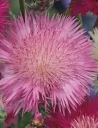 Pink Centaurea Flower Seeds - Heirloom Non GMO Garden Seeds for Planting, High Germination Quality