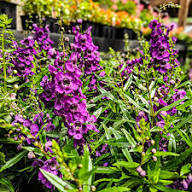 Purple Angelonia Flower Seeds - Heirloom Non-GMO High Germination Flower Seeds for Planting