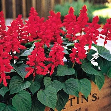 Red Grevillea Flower Seeds