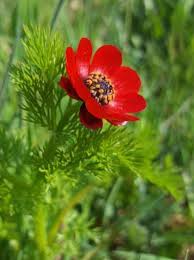 Adonis Flower Seeds