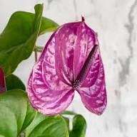 Purple Anthurium Flower Flower Seeds - Heirloom Non GMO High Germination Organic Garden Planting Seeds