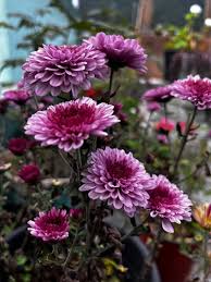 Chrysanthemum Flower Seeds Mixed - Heirloom Non GMO High Germination Garden Seeds for Planting