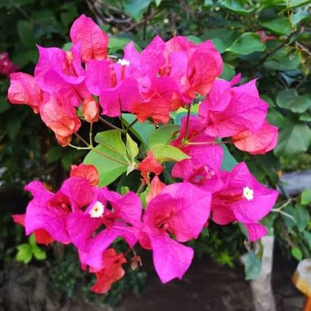 Pink Bougainvillea Flower Seeds