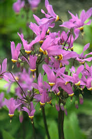 Red Dipladenia Flower Seeds - Heirloom, Non-GMO, High Germination Flower Seeds for Planting