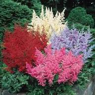 Green Astilbe Flower Fresh Planting Lush Perennials Flower Seeds Home Garden Planting Seeds for Planting Non-GMO High