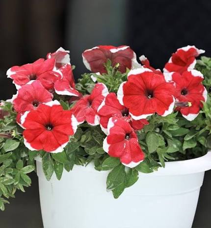 Red White Petunia Flower Seeds