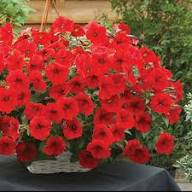 Red Surfinia Flower Seeds Red Heirloom Non GMO High Germination Organic Garden Seeds for Colorful Seeds for Planting - H