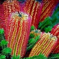 Red Banksia Flower Flower Seeds - Heirloom Non GMO High Germination Organic Garden Planting Seeds