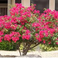 Pink Bougainvillea Flower Seeds – Heirloom, Non GMO, High Germination Seeds