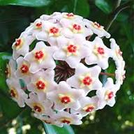 White Carnosa Flower Flower Seeds - Heirloom Non GMO High Germination Organic Garden Planting Seeds