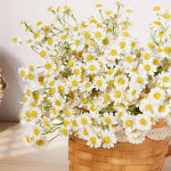 White Chamelaucium Flower Seeds 