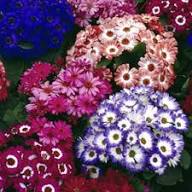 Cineraria Flower Seeds Mixed Exotic Flowering Plants Colorful Backyard Beauty Seeds for Planting - Heirloom Non GMO High