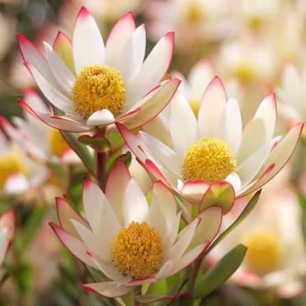 Leucadendron Flower