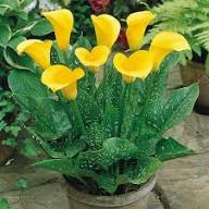 Yellow Calla Lily Flower Seeds Exotic Flowering Plants Colorful Backyard Beauty Colorful Blooms Seeds for Planting Heirloom Non GMO High Germination Organic Garden Seeds