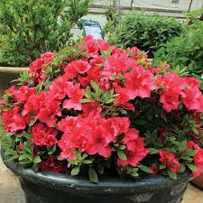 White Red Azalea Flower Bicolor Azalea Seeds