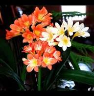 Clivia Flower Seeds Mixed - Heirloom Non GMO High Germination Garden Seeds for Planting