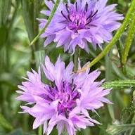 Violet Centaurea Flower Flower Seeds - Heirloom Non GMO High Germination Organic Garden Planting Seeds