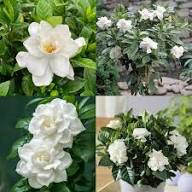 White Gardenia Jasminoides Flower Flower Seeds - Heirloom Non GMO High Germination Organic Garden Planting Seeds