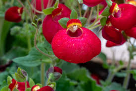 Maroon Calceolaria Flower Seeds