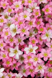 Pink Saxifraga Flower Seeds