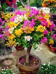 Mixed Climbing Bougainvillea Flower Premium Floral for Decorative Home Landscapes Heirloom Non-GMO Seeds - Heirloom No