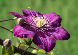 Marron Clematis Flower Seeds for Planting Heirloom Non-GMO High Germination Organic Garden Seeds Exotic Blooming Plants
