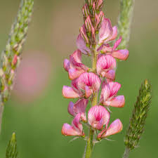PINK VICIFOLIA FLOWER SEEDS HEIRLOOM NON-GMO HIGH GERMINATION ORGANIC GARDEN SEEDS FOR PLANTING Seeds - Heirloom Non GMO