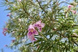 Pink Chilopsis Flower Seeds for - Heirloom Non GMO Premium Garden Seeds for Planting, High Germination Outdoor Plants