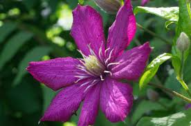 Marron Clematis Flower Seeds