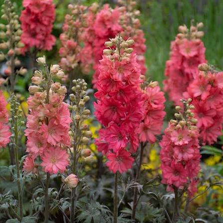 Red Delphinium Flower Seeds 