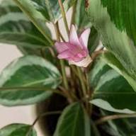 Calathea Warscewiczii Flower Seeds Heirloom Non-GMO Seeds for Planting High Germination Organic Garden Seeds Easy Grow