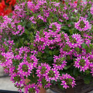 Pink Scaevola Flower Seeds Heirloom - Heirloom Non GMO Premium Garden Seeds for Planting, High Germination Outdoor Plant