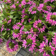 Pink Scaevola Flower Seeds