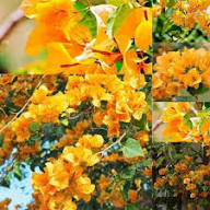 Yellow Bougainvillea Spectabilis Flower Seeds