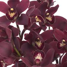 Marron Cymbidium Flower Seeds for Planting Heirloom Non-GMO High Germination Organic Garden Seeds Colorful Orchids -
