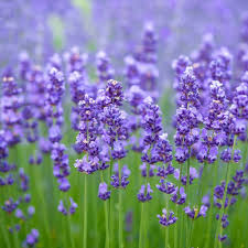 Lavender Bonsai Flowers