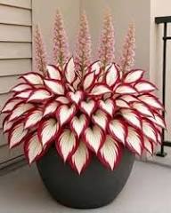 Mixed Hosta Flower Seeds for Planting Heirloom Non-GMO High Germination Organic Garden Seeds for Colorful Gardens - Heir